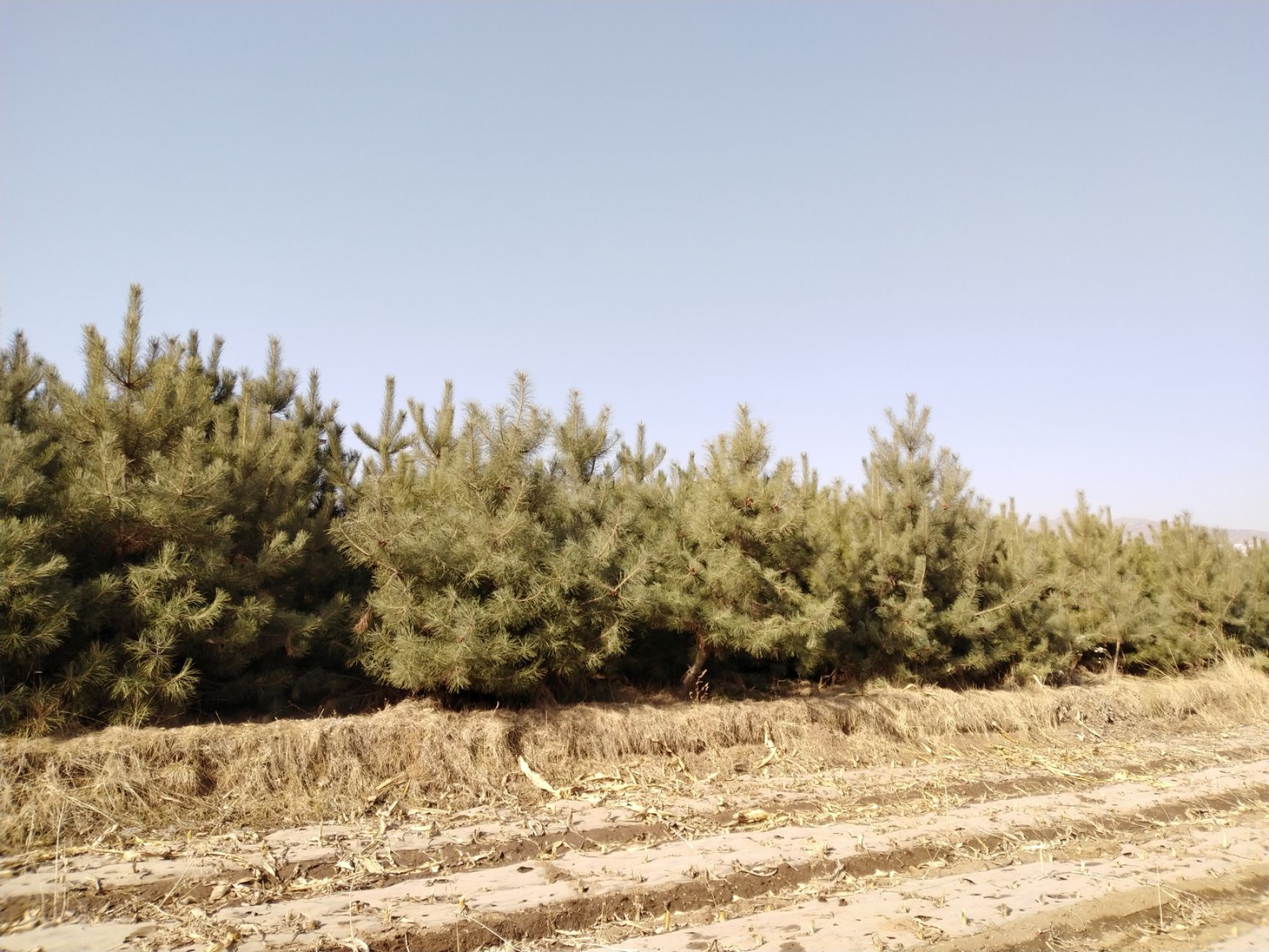 大田油松 甘肃临夏国丰苗圃大量供应1-7米油松