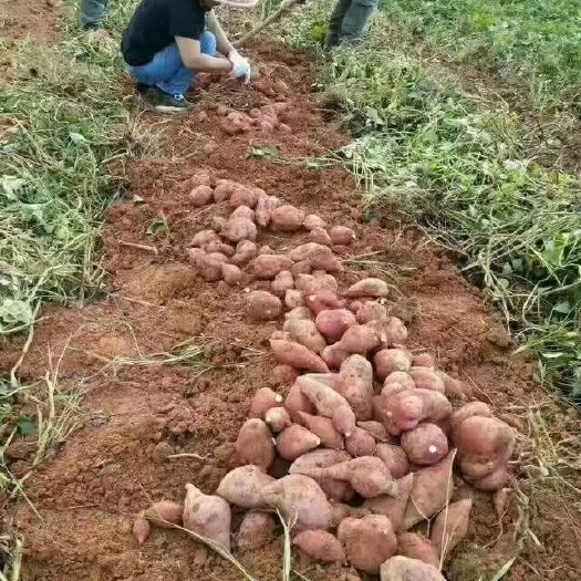 清远 手工红薯粉