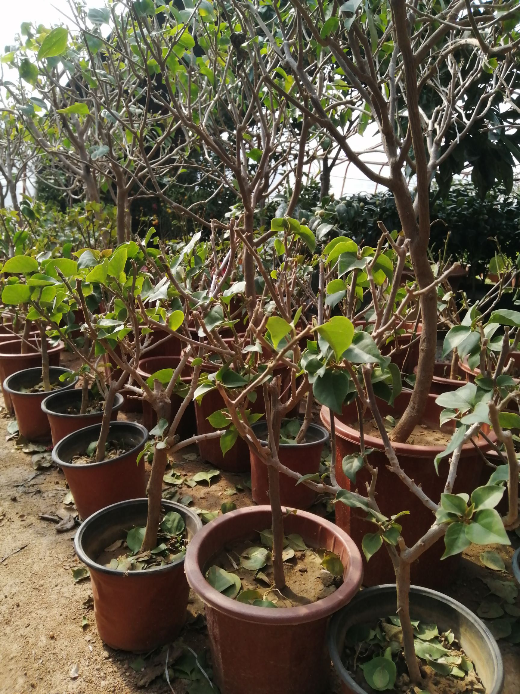 大红三角梅  三角梅 带花带盆发货 盆栽地栽均可 可树形 可爬藤