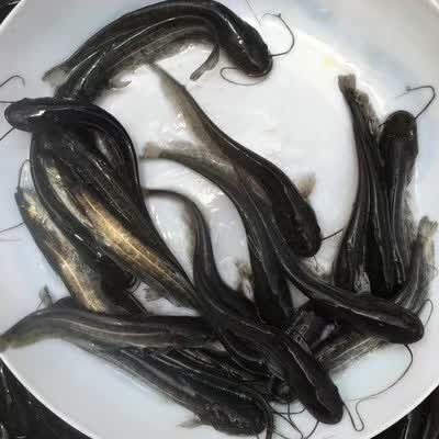广州胡子鲶  南方大囗鲶