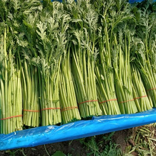 南通光杆茼蒿 20~25cm