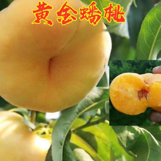 平邑县黄金蟠桃树苗 产量高，口感好，基地直销