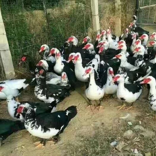 南宁 批发大种旱鸭苗黑翻鸭苗