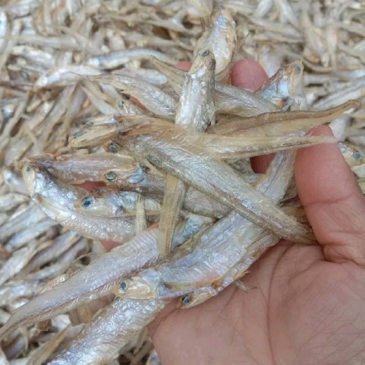 都昌县毛刀鱼干毛花鱼干小毛鱼干