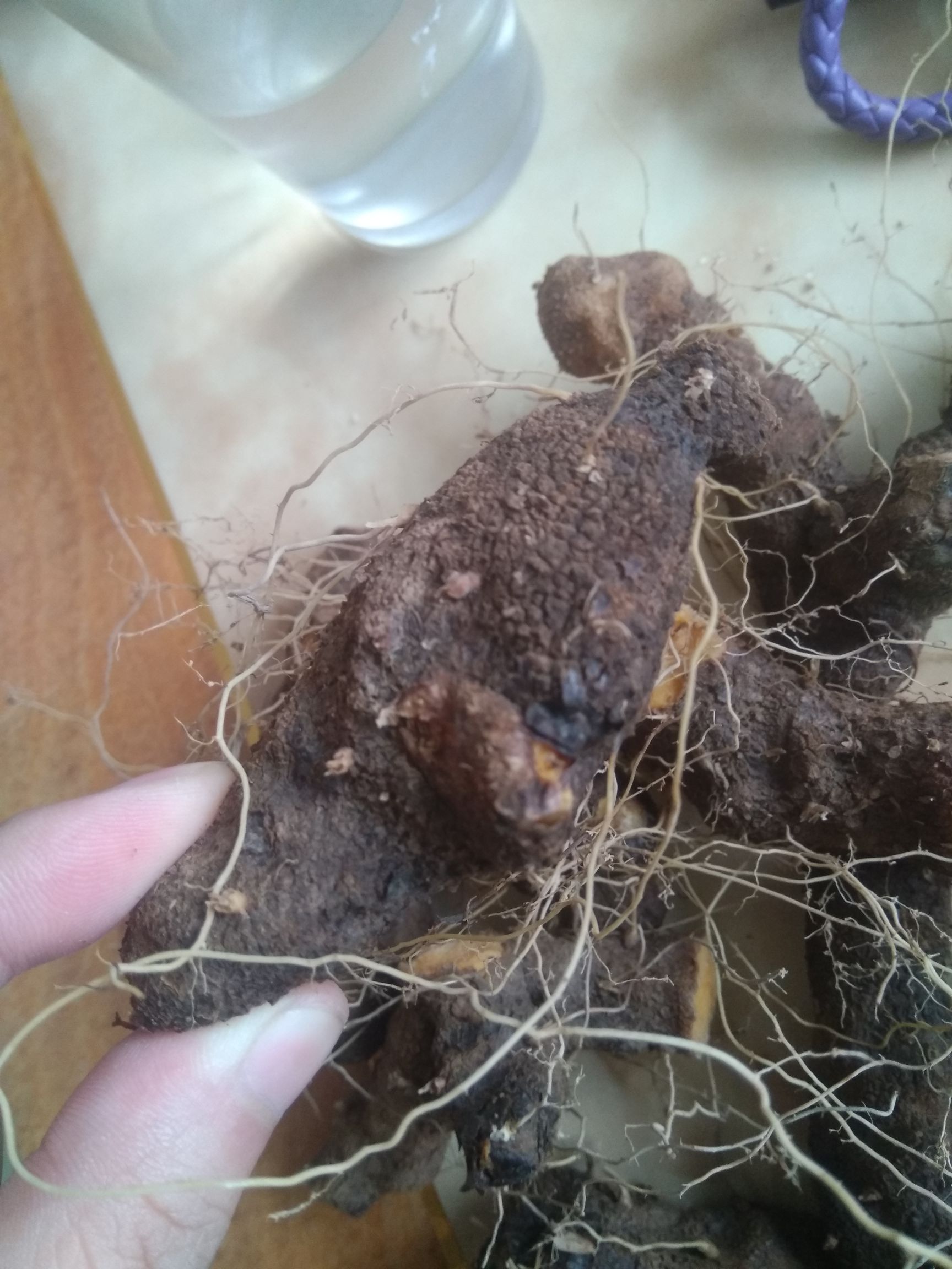 湖北黄姜 药材火头根 粗火头根 粗黄姜 黄姜种子 火头根种