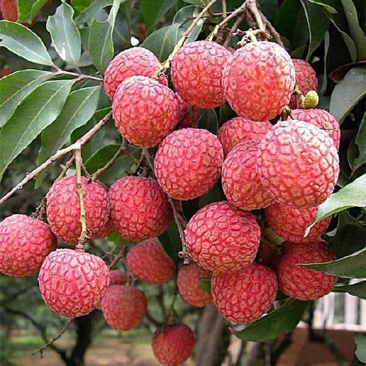 灵山县糯米糍荔枝苗 糯米糍苗嫁接苗，可以带泥球发货，裸根苗