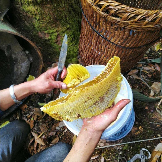 农家云南土蜂蜜无量山哀牢山土蜂蜜现掏好蜜