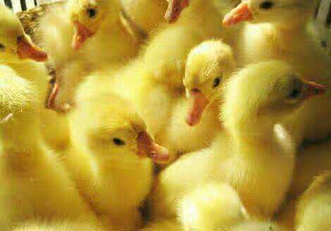 樱桃谷肉鸭苗 巴中本地孵化场