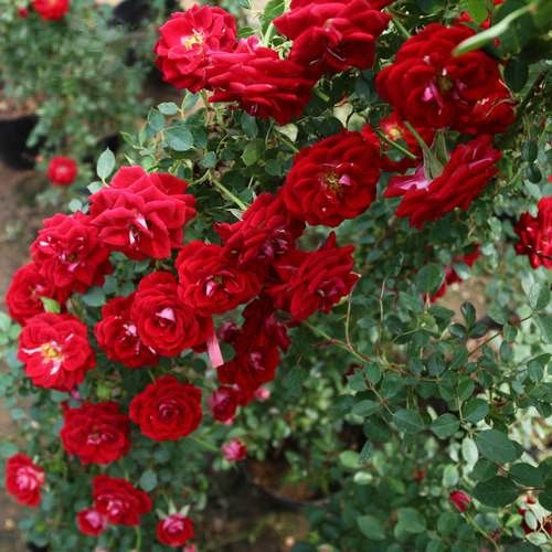  爬藤月季小女孩大杯苗品种丰富齐全，基地直销，大量批发