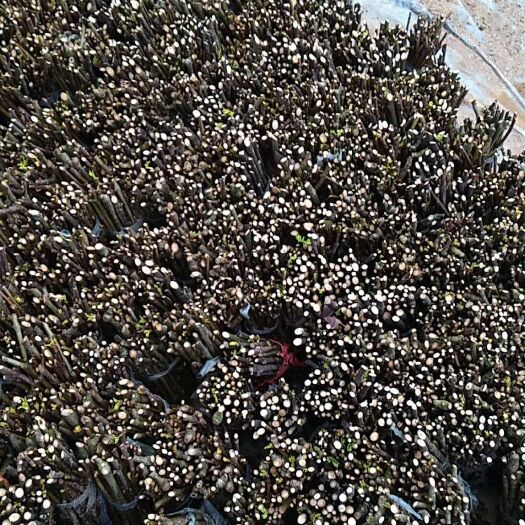 樟树市吴茱萸 枝条
