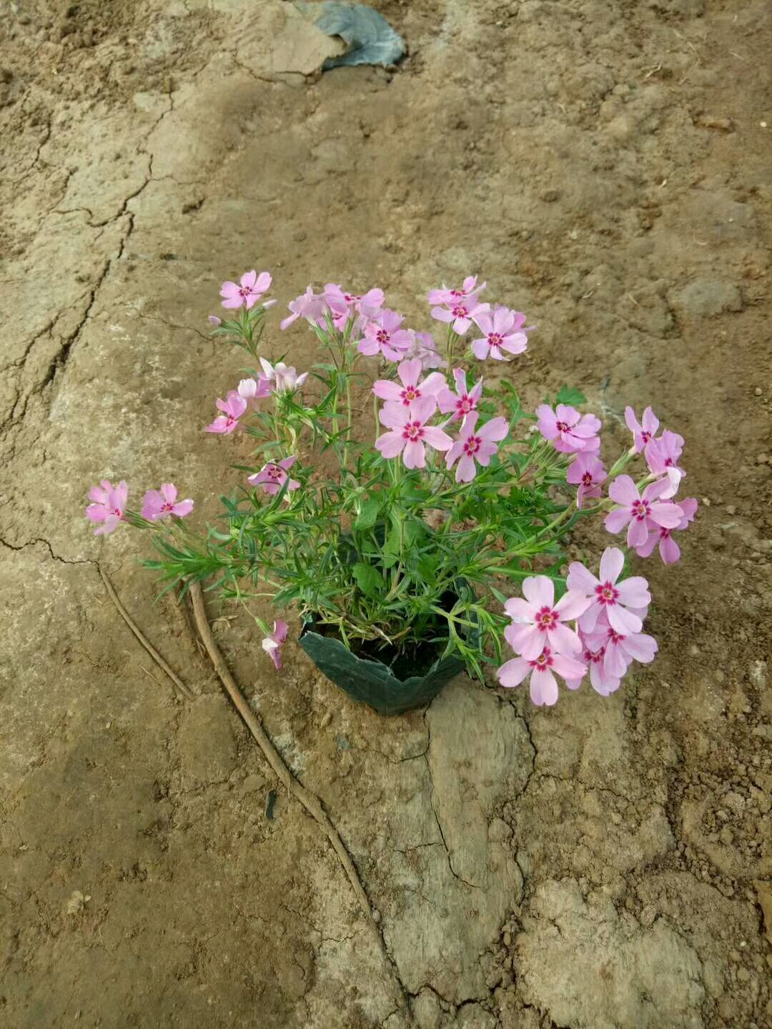  丛生福禄考