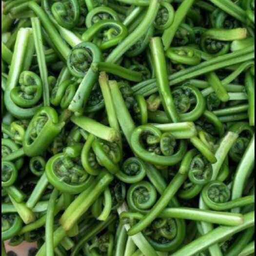 高安市山野菜 专业批量供应季节性野菜