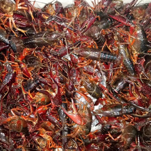重庆市红壳小龙虾 龙虾批发