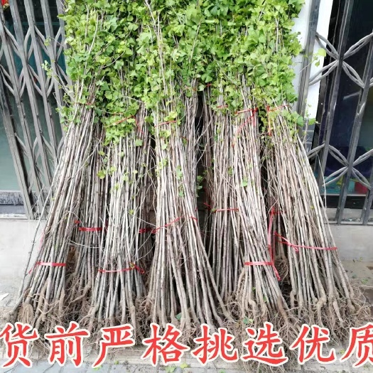 沭阳县银杏嫁接苗 金叶银杏树活苗白果树苗占地拆迁小苗庭院绿化植物四季银杏树大树