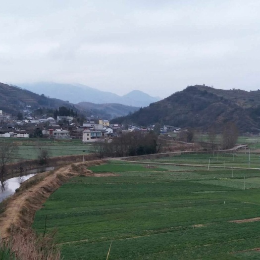 会泽县 旱地，水田流转，出租