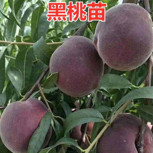 平邑县 黑桃树苗基地直供嫁接苗适合南北方种植保湿发货基地直供