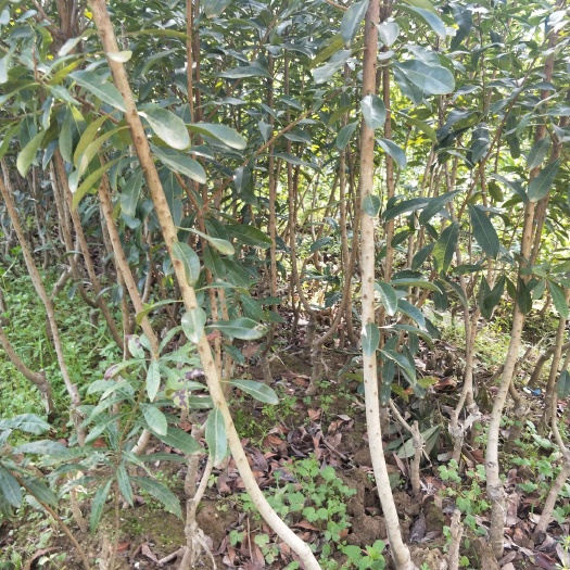 靖州县荸荠杨梅种苗 湖南靖州优质嫁接苗，两年生荸荠梅苗、台梅苗、东魁苗，品种纯正