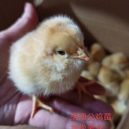 广汉市胡须鸡苗 肉质鲜美滋补，抗病能力强。