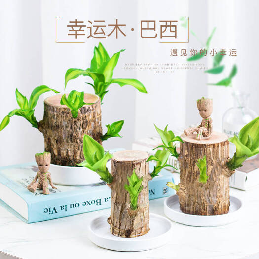 长治巴西木盆栽 巴西幸运木水培盆栽水养室内植物桌面格鲁特净化空气四季绿植树桩
