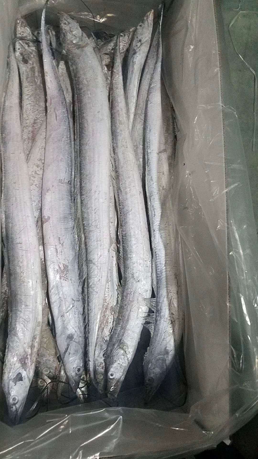 [冷冻带鱼批发]冷冻带鱼 单冻带鱼价格65元/斤 