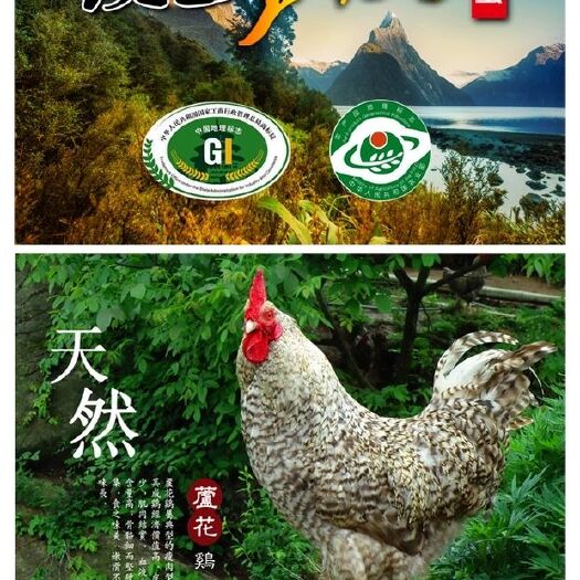 汶上县纯种芦花鸡土鸡种蛋 祖代（人工授精）纯种芦花鸡种蛋受精率95