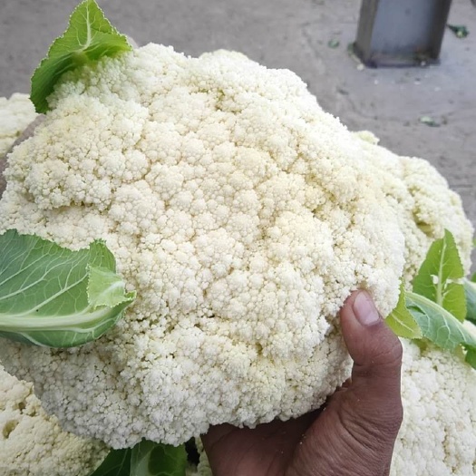 瑞安市白花菜花  温州万亩有机菜大量供，现以大量上市，质量好，价格优。