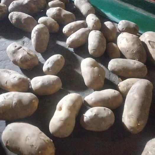 张北县黄心土豆 黄心v4，现货出售中，机选翻包硬二俩起步