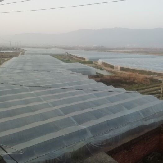 霞浦县大红火龙果  正宗大红，基地可提供大量种苗，欢迎现场参观。