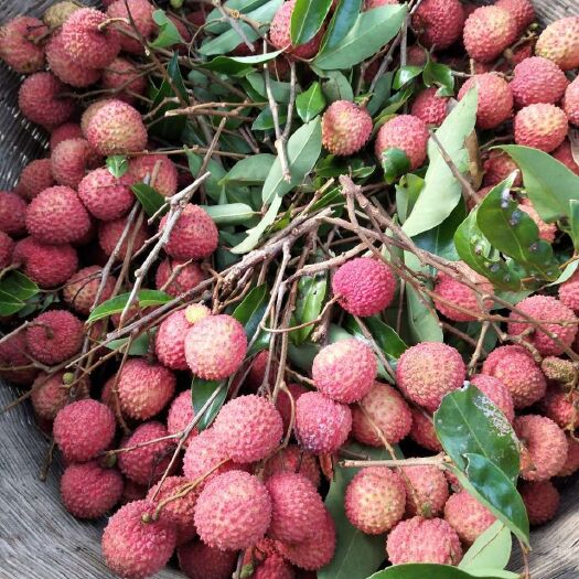 惠东县 正宗惠东桂味、小禾山荔枝，原汁原味。