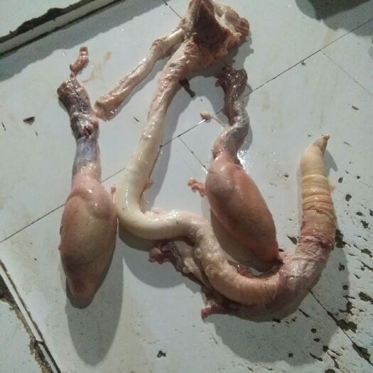 凯里市新鲜黄牛牛鞭