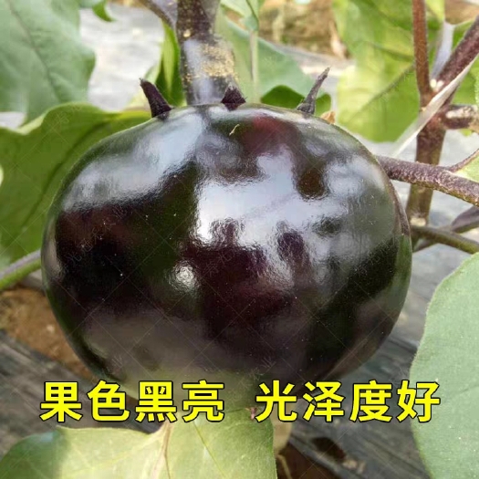 宿州茄子苗 长茄  圆茄成交额破万基地直接发货量大从优专注品牌