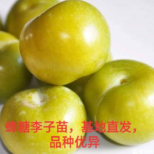 平邑县蜂糖李树苗 蜂糖李子苗，基地直销，现挖现发货，免费提供种植技术，