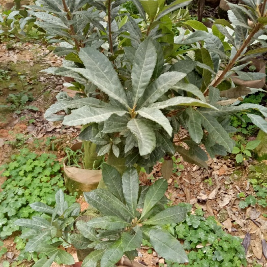 灵山县 两年杨梅树苗  有需要的朋友联系
