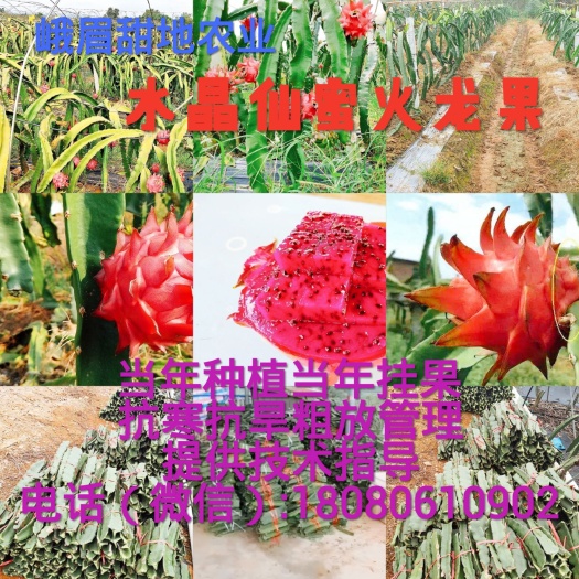 峨眉山市红水晶火龙果苗 水晶仙蜜火龙果