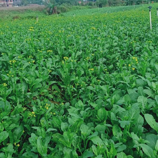 惠州甜菜心 日出3000斤以上，欢迎菜地考察，价格面议