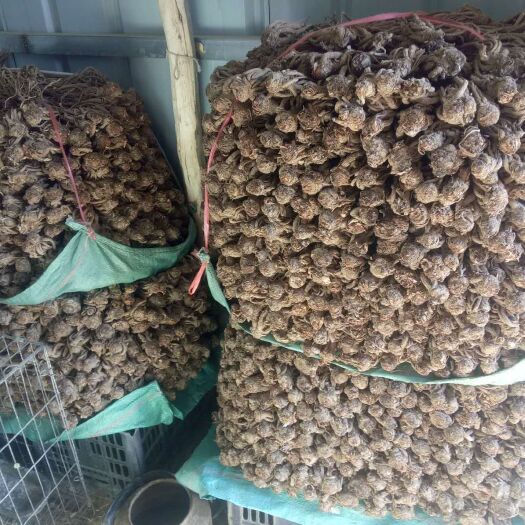 漳县 岷当归好当归