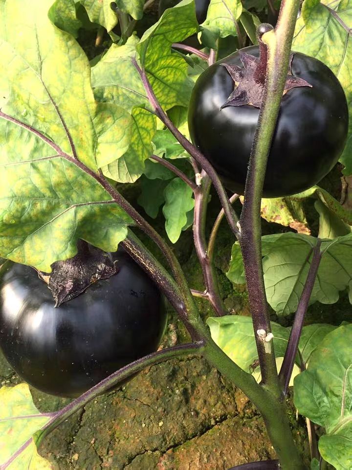 茄子苗 长茄  圆茄成交额破万基地直接发货量大从优专注品牌