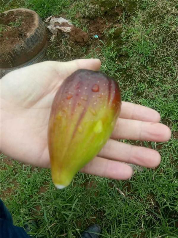 平邑县斯特拉无花果苗，嫁接苗，基地直销，死苗补发