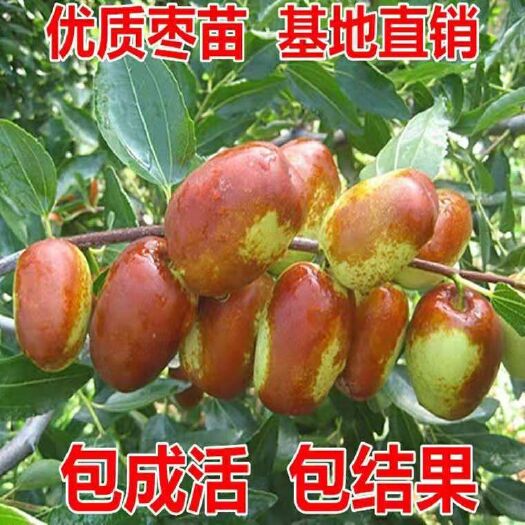 平邑县 沾化冬枣苗 基地直供 死苗补发 保证品种 量大优惠