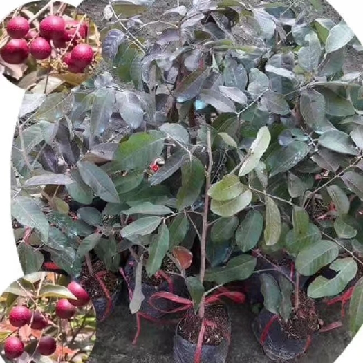 灵山县红壳龙眼苗  【精品】泰国红皮龙眼苗石夹龙眼苗储良龙眼苗四季龙眼苗正品保