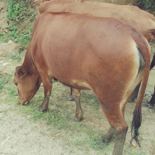 绥宁县 生态黄牛