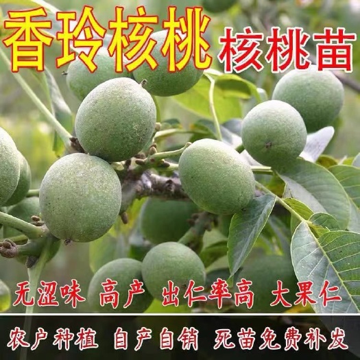 平邑县 香玲核桃苗 基地直供 死苗补发 保证品种 量大优惠