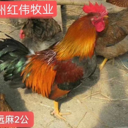 广州清远麻鸡苗 温氏清远麻2号公