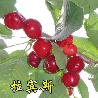 平邑县 拉宾斯樱桃苗 基地直供 死苗补发 保证品种 量大优惠