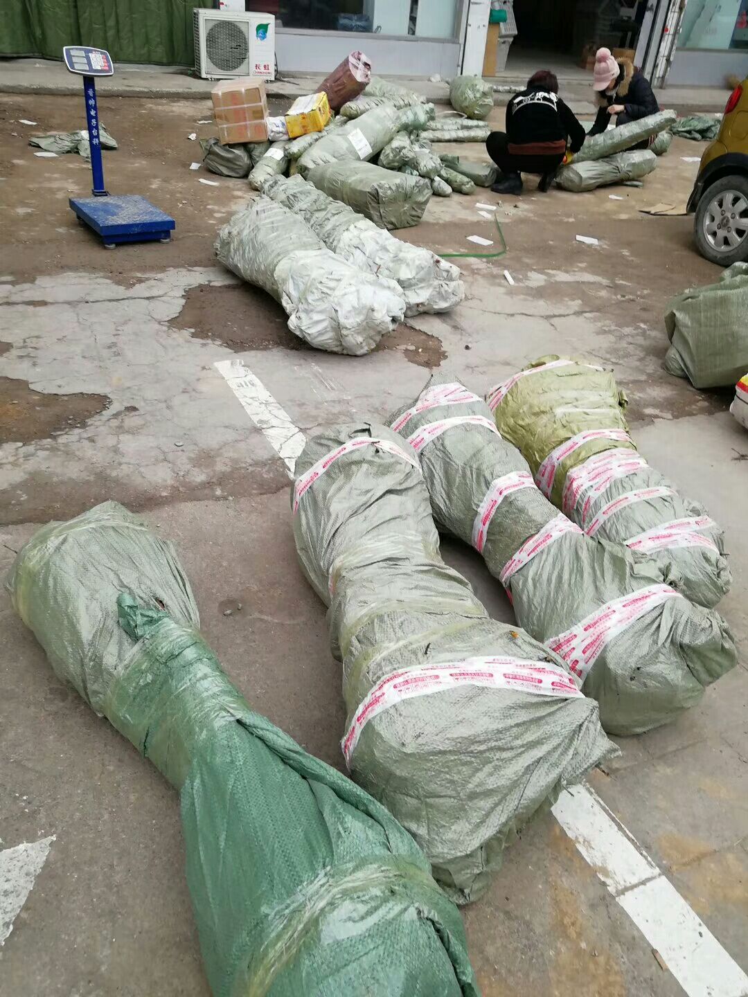 阳丰脆甜柿苗  阳丰甜柿树苗，脆甜柿子苗，品种保证假一赔十