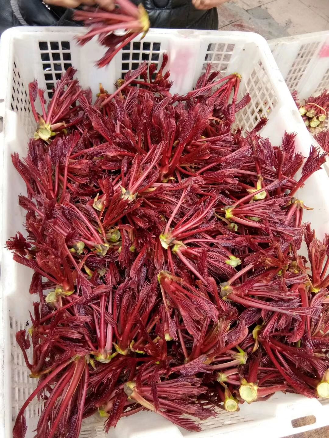  长在树上的蔬菜香椿芽。