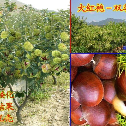 平邑县大红袍板栗苗 买10棵送10棵，大红袍板栗嫁接成品苗，蒙山油栗嫁接成品包邮