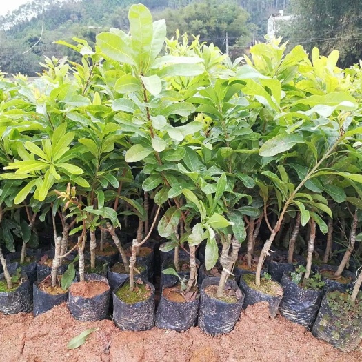 灵山县东魁杨梅树苗  东魁杨梅 嫁接苗 可带营养杯发货