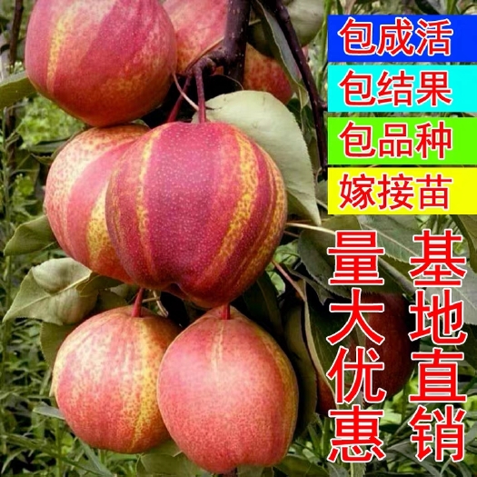 平邑县早酥红梨苗 名优品种早酥红梨 基地现挖现卖 包品种 包成活，死苗免费补发