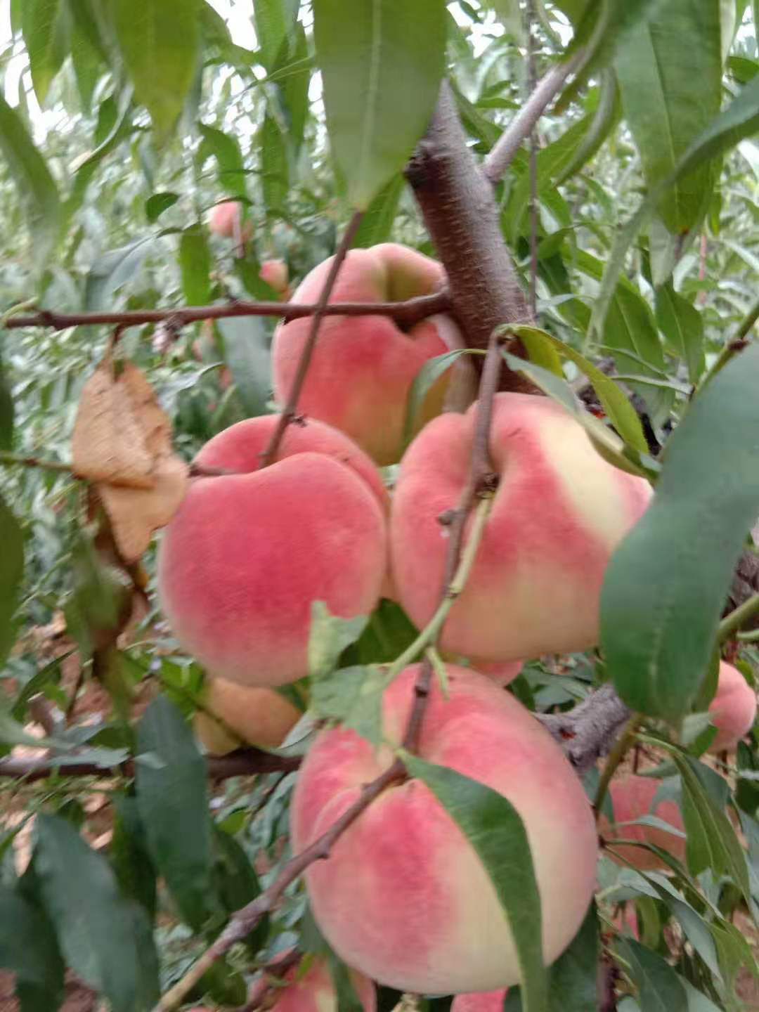  山东桃树苗，早熟，中熟，冬晚熟桃品种，各种黄桃，现挖现卖包邮